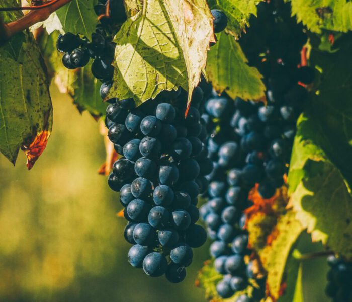A close-up of ripe purple grapes in a vineyard in Gheorgheni, Romania, showcasing the lush greenery and organic viticulture.