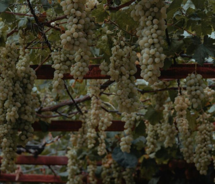 Lush grapevine with ripe grape clusters hanging in a vineyard trellis, Mersin, Turkey.